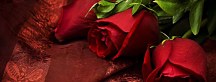Obraz Ruže Panoráma zs92